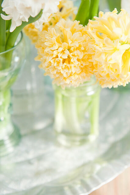 Hyacint 'Yellowstone' - Hyacinthus 'Yellowstone'