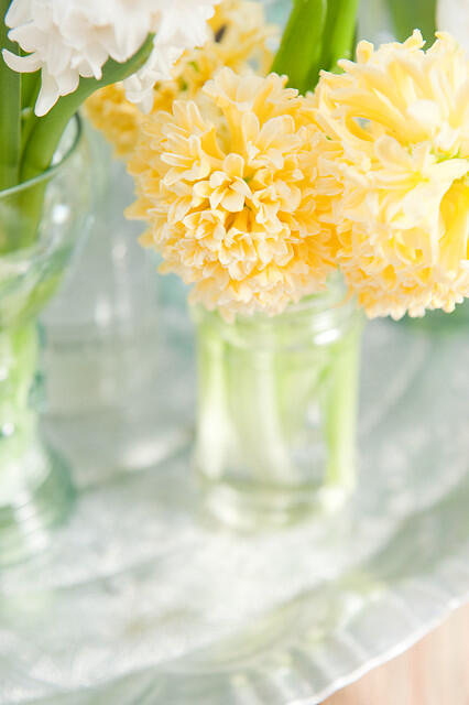 Hyacint 'Yellowstone' - Hyacinthus 'Yellowstone'