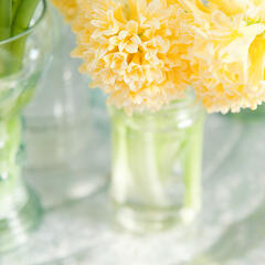 Hyacint 'Yellowstone' - Hyacinthus 'Yellowstone'