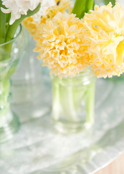 Hyacint 'Yellowstone' - Hyacinthus 'Yellowstone'