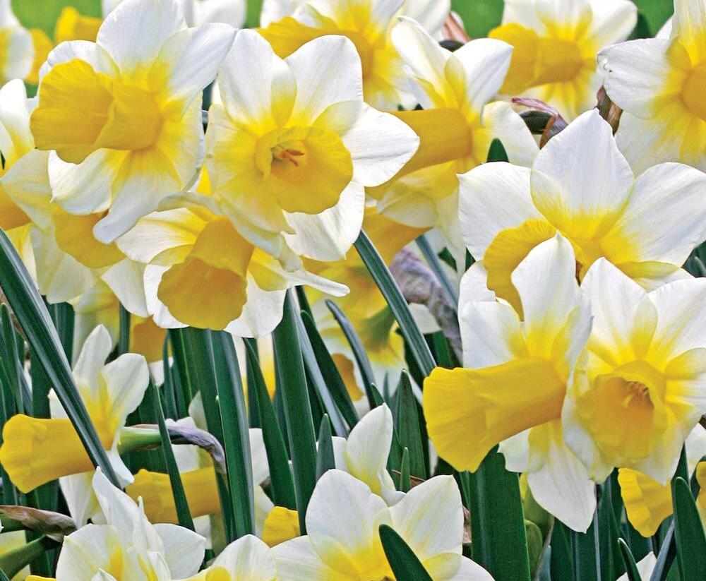 Narcis 'Golden Echo' - Narcissus 'Golden Echo'