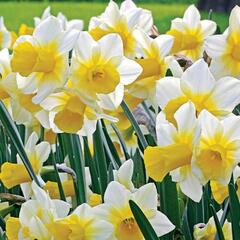 Narcis 'Golden Echo' - Narcissus 'Golden Echo'