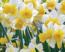 Narcis 'Golden Echo'