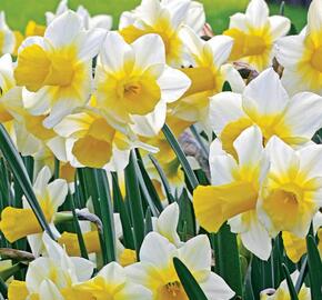 Narcis 'Golden Echo' - Narcissus 'Golden Echo'