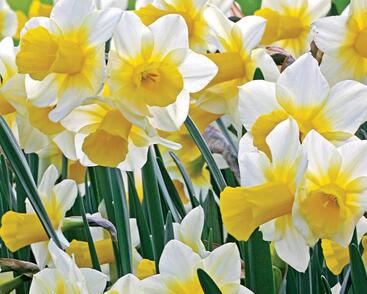 Narcis 'Golden Echo'