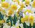 Narcis 'Golden Echo'
