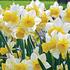 narcis-golden-echo.jpg