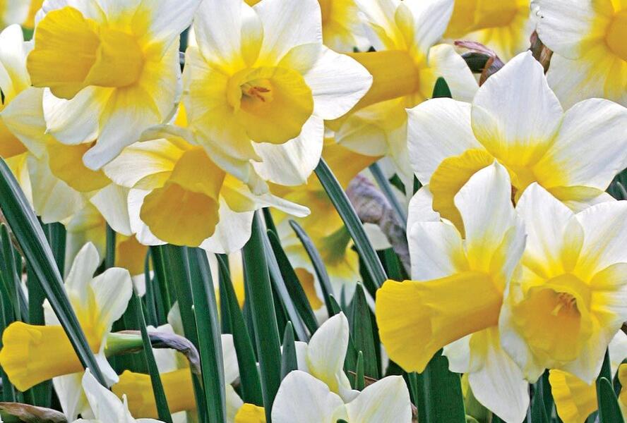 Narcis 'Golden Echo' - Narcissus 'Golden Echo'