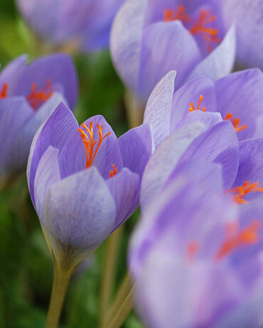 Krokus, šafrán botanický speciosus - Crocus speciosus