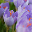 Krokus, šafrán botanický speciosus - Crocus speciosus