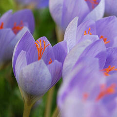 Krokus, šafrán botanický speciosus - Crocus speciosus