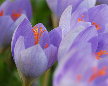 Krokus, šafrán sličný speciosus