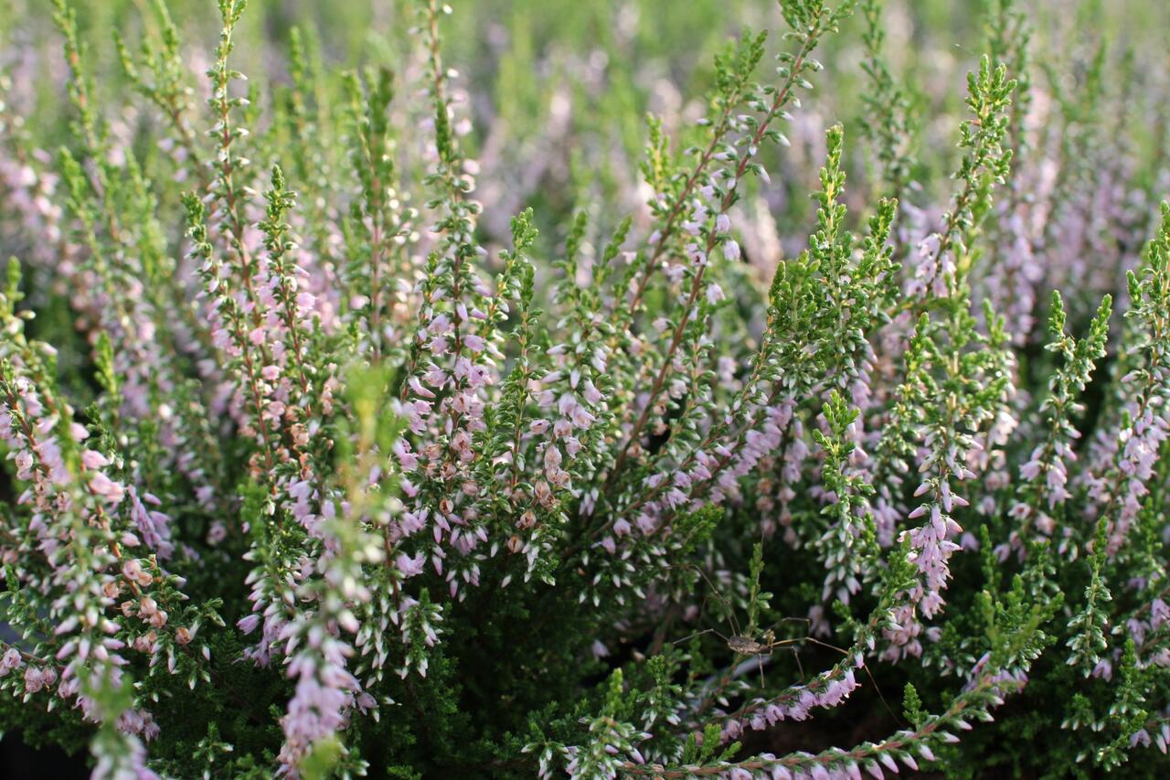 Calothamnus Spring Torch Vřes obecný 'Spring Torch' - Calluna vulgaris 'Spring Torch ...