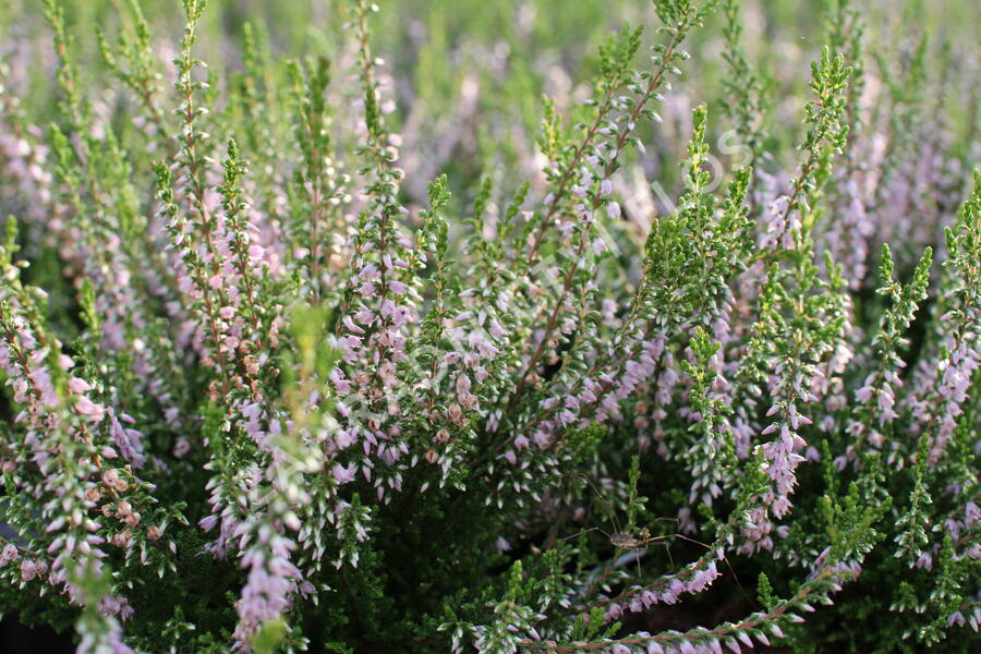 Vřes obecný 'Spring Torch' - Calluna vulgaris 'Spring Torch'