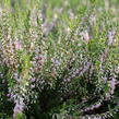 Vřes obecný 'Spring Torch' - Calluna vulgaris 'Spring Torch'