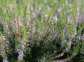 Vřes obecný 'Spring Torch' - Calluna vulgaris 'Spring Torch'