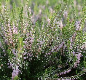 Vřes obecný 'Spring Torch' - Calluna vulgaris 'Spring Torch'