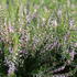 vres-obecny-spring-torch.jpg
