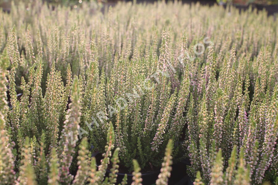 Vřes obecný 'Disco Queen' - Calluna vulgaris 'Disco Queen'