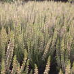 Vřes obecný 'Disco Queen' - Calluna vulgaris 'Disco Queen'