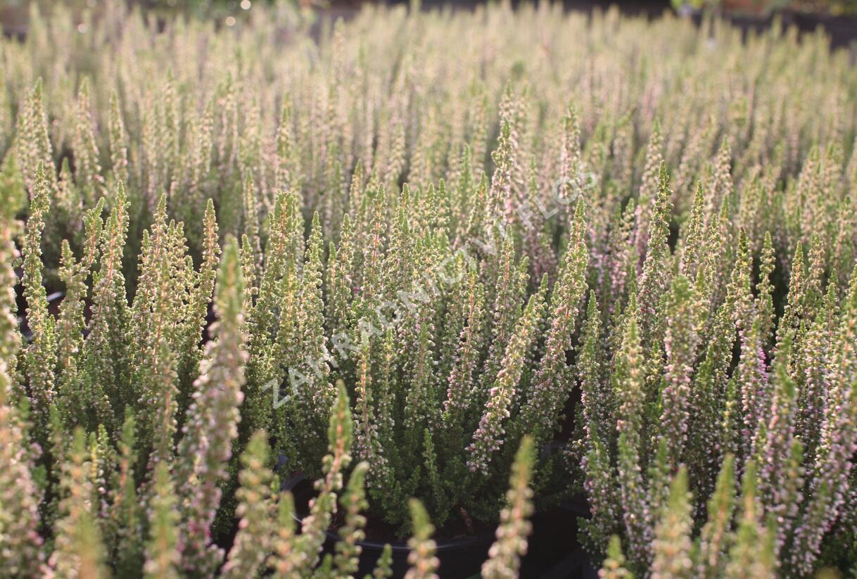 Vřes obecný 'Disco Queen' - Calluna vulgaris 'Disco Queen'