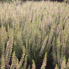 Vřes obecný 'Disco Queen' - Calluna vulgaris 'Disco Queen'