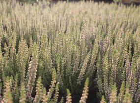 Vřes obecný 'Disco Queen' - Calluna vulgaris 'Disco Queen'