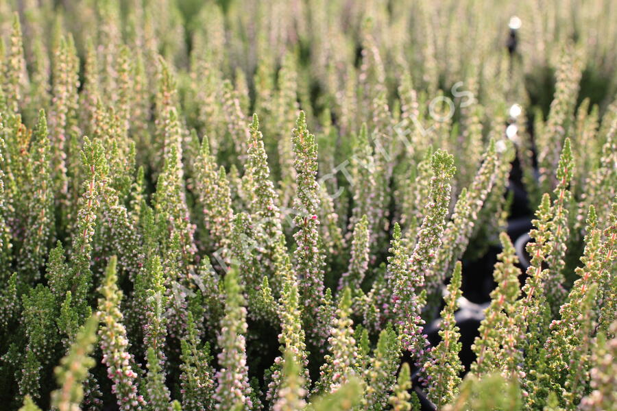 Vřes obecný 'Disco Queen' - Calluna vulgaris 'Disco Queen'