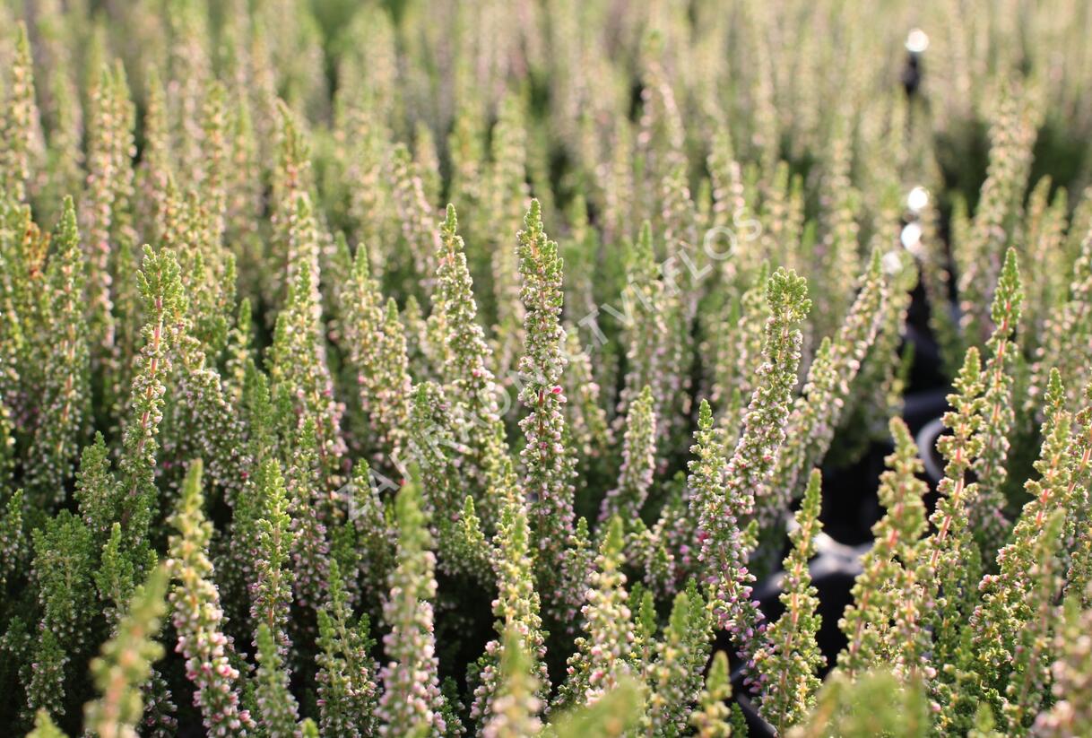 Vřes obecný 'Disco Queen' - Calluna vulgaris 'Disco Queen'