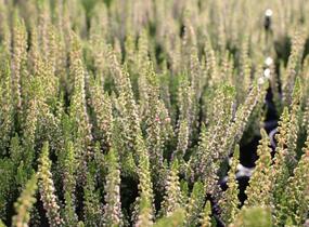 Vřes obecný 'Disco Queen' - Calluna vulgaris 'Disco Queen'