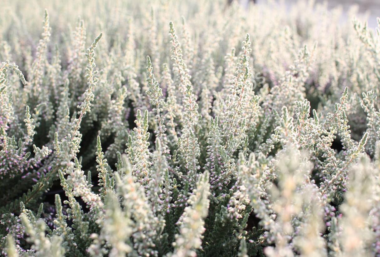 Vřes obecný 'Silvana' (Garden girls®) - Calluna vulgaris 'Silvana' (Garden girls®)