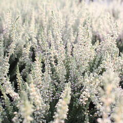 Vřes obecný 'Silvana' (Garden girls®) - Calluna vulgaris 'Silvana' (Garden girls®)