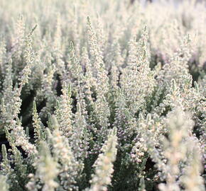 Vřes obecný 'Silvana' (Garden girls®) - Calluna vulgaris 'Silvana' (Garden girls®)