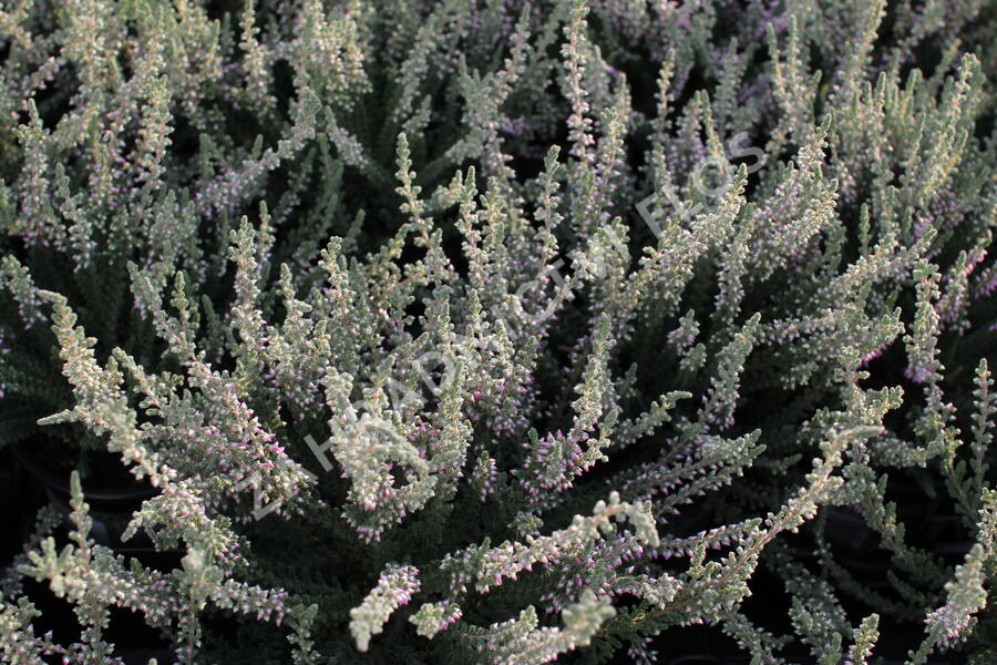 Vřes obecný 'Silvana' (Garden girls®) - Calluna vulgaris 'Silvana' (Garden girls®)
