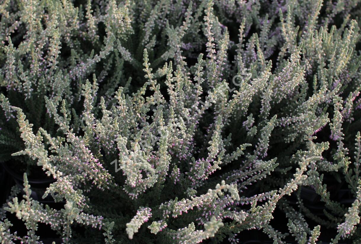 Vřes obecný 'Silvana' (Garden girls®) - Calluna vulgaris 'Silvana' (Garden girls®)