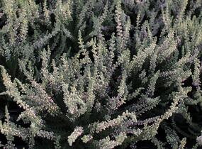 Vřes obecný 'Silvana' (Garden girls®) - Calluna vulgaris 'Silvana' (Garden girls®)