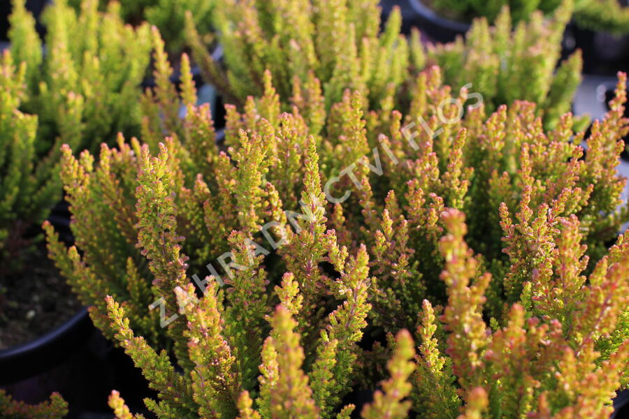 Vřes obecný 'Zorina' (Sunset girls®) - Calluna vulgaris 'Zorina' (Sunset girls®)
