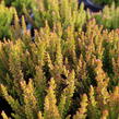 Vřes obecný 'Zorina' (Sunset girls®) - Calluna vulgaris 'Zorina' (Sunset girls®)