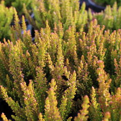 Vřes obecný 'Zorina' (Sunset girls®) - Calluna vulgaris 'Zorina' (Sunset girls®)