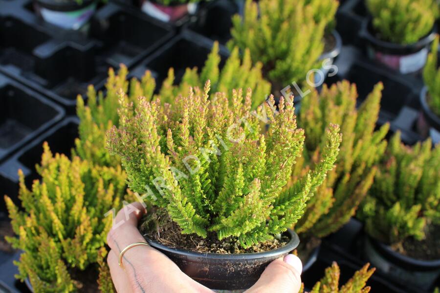 Calluna Sunset Vřes obecný (Sunset girls®) 'Zorina' - Calluna vulgaris (Sunset girls ...