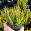 Vřes obecný 'Zorina' (Sunset girls®) - Calluna vulgaris 'Zorina' (Sunset girls®)
