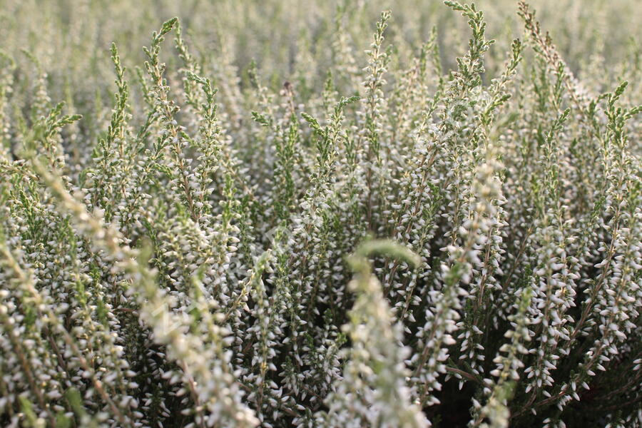 Vřes obecný 'Betty' (Garden girls®) - Calluna vulgaris 'Betty' (Garden girls®)