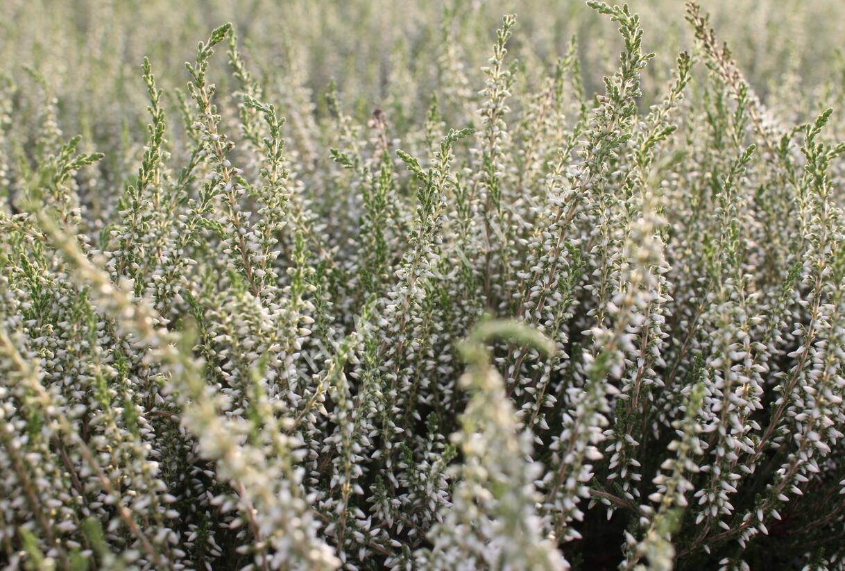 Vřes obecný 'Betty' (Garden girls®) - Calluna vulgaris 'Betty' (Garden girls®)