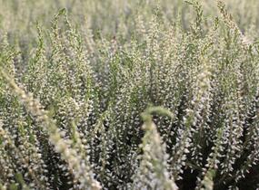 Vřes obecný 'Betty' (Garden girls®) - Calluna vulgaris 'Betty' (Garden girls®)