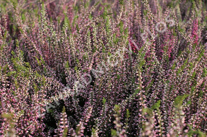 Vřes obecný 'Lena' (Garden girls®) - Calluna vulgaris 'Lena' (Garden girls®)