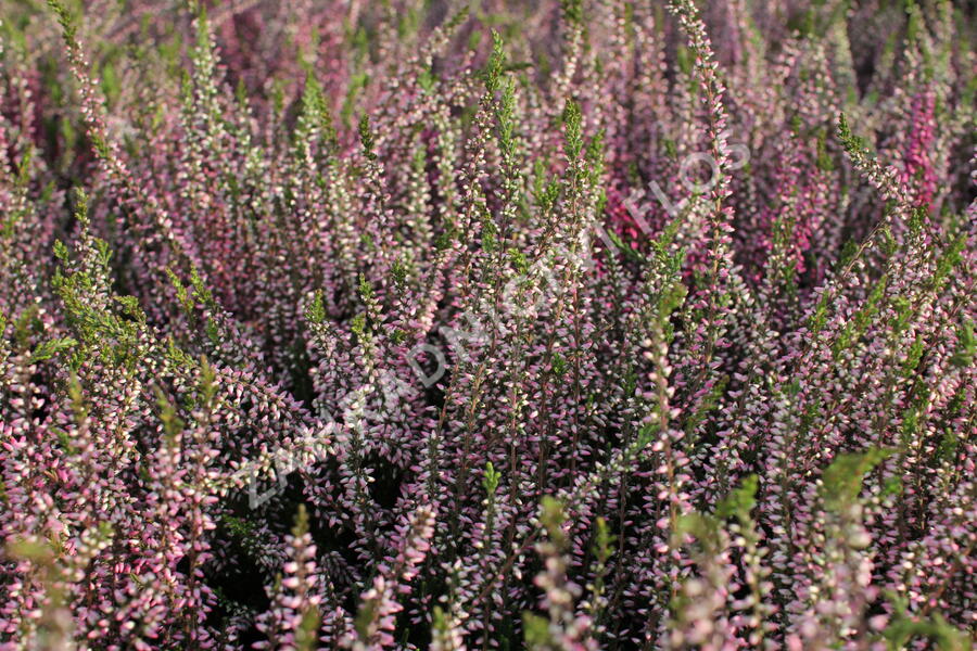 Vřes obecný 'Lena' (Garden girls®) - Calluna vulgaris 'Lena' (Garden girls®)