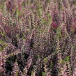 Vřes obecný 'Lena' (Garden girls®) - Calluna vulgaris 'Lena' (Garden girls®)