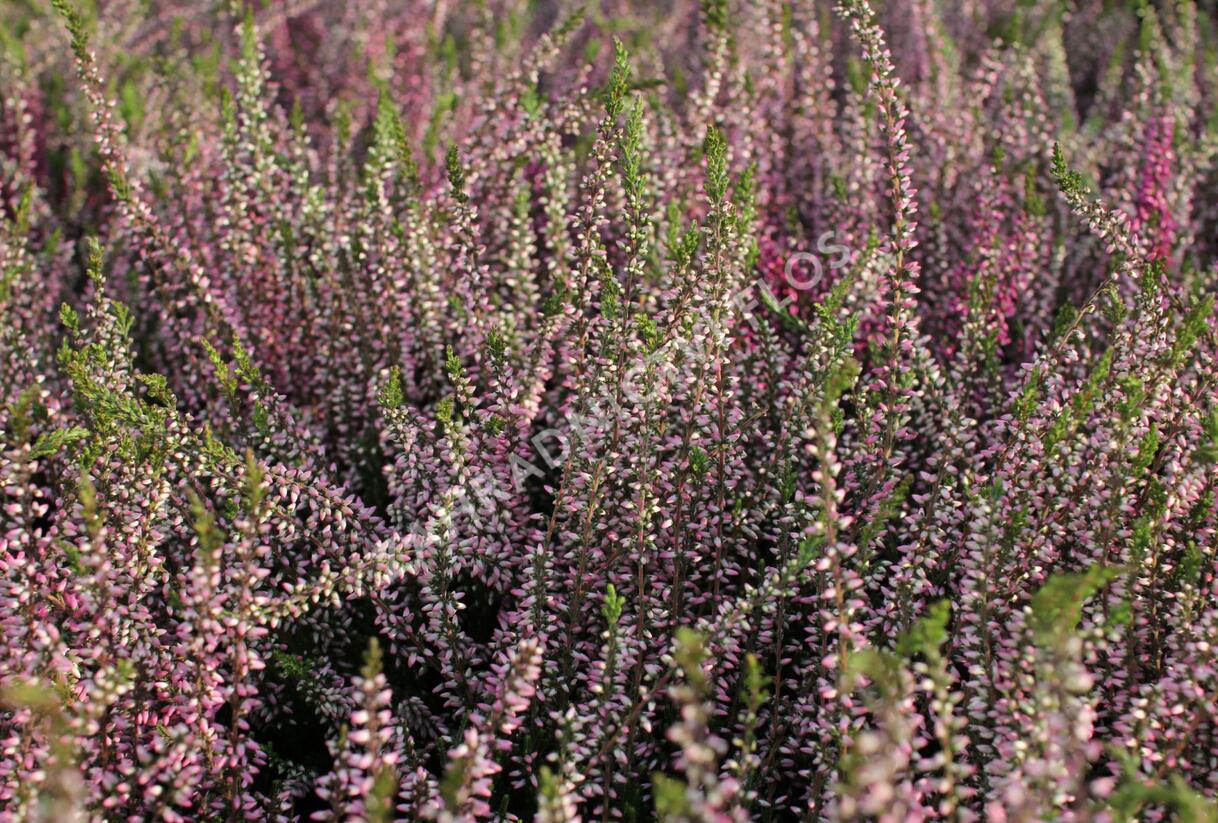 Vřes obecný 'Lena' (Garden girls®) - Calluna vulgaris 'Lena' (Garden girls®)