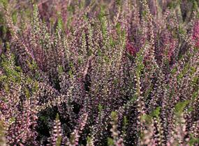 Vřes obecný 'Lena' (Garden girls®) - Calluna vulgaris 'Lena' (Garden girls®)