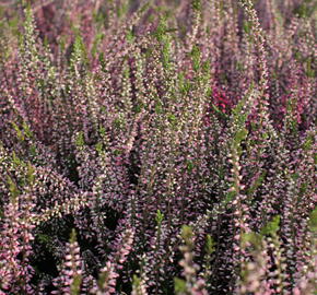 Vřes obecný 'Lena' (Garden girls®) - Calluna vulgaris 'Lena' (Garden girls®)